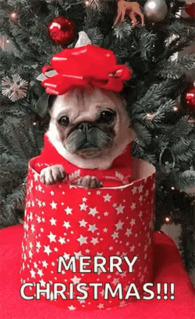 Pug Dog Sitting In Christmas Present Box GIF