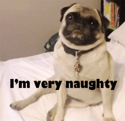 Pug Dog Sitting On Bed Saying I'm Very Naughty GIF