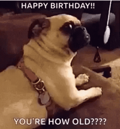 Pug Dog Sitting On Couch Looking At Camera Happy Birthday GIF