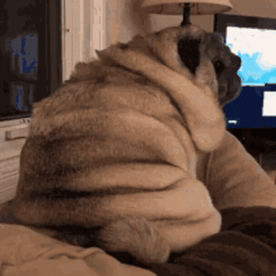Pug Dog Sitting On Couch With Lamp And TV GIF