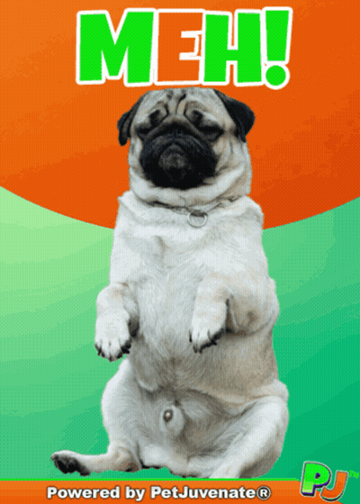 Pug Dog Sitting On Orange And Green Background Saying Meh GIF