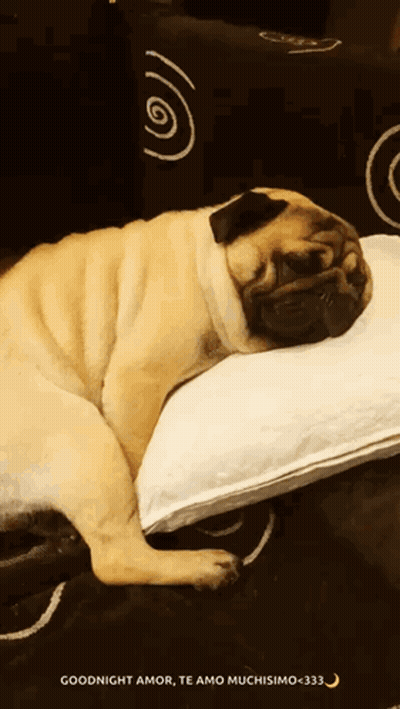Pug Dog Sleeping White Pillow Goodnight Amor Te Amo Muchisimo GIF