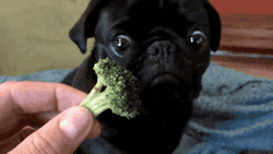 Pug Dog Slowly Eating Broccoli  GIF