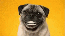 Pug Dog Smiling Hehe GIF