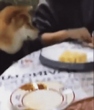 Pug Dog Smiling Saying I Don't Bite GIF
