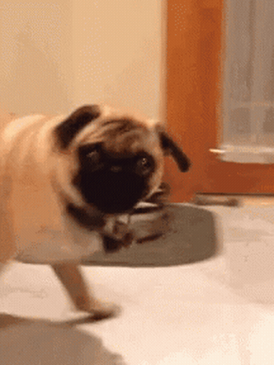 Pug Dog Standing GIF