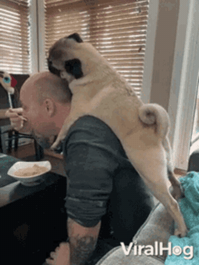 Pug Dog Standing On Man's Head GIF