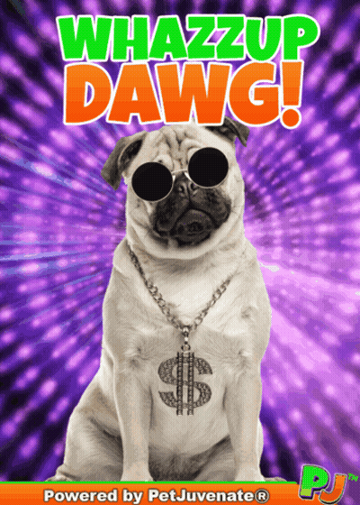 Pug Dog Sunglasses Dollar Sign Necklace Whazzup Dawg GIF