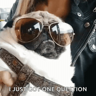 Pug Dog Sunglasses Says I Just Got One Question GIF