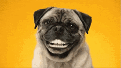 Pug Dog Teeth GIF
