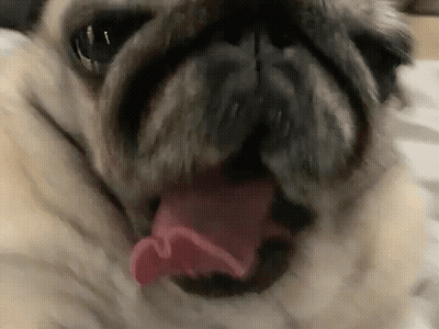 Pug Dog Tongue Out Mouth Open GIF