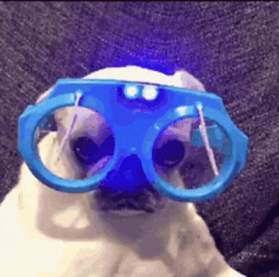 Pug Dog Wearing Blue Glasses GIF
