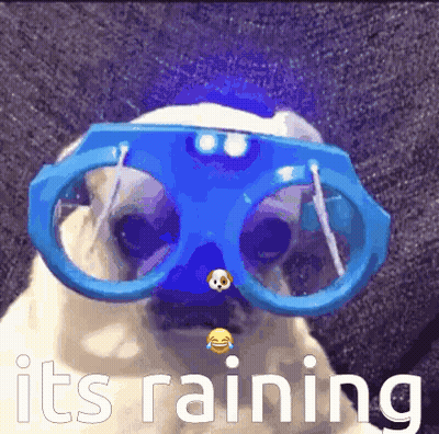 Pug Dog Wearing Blue Glasses Raining GIF