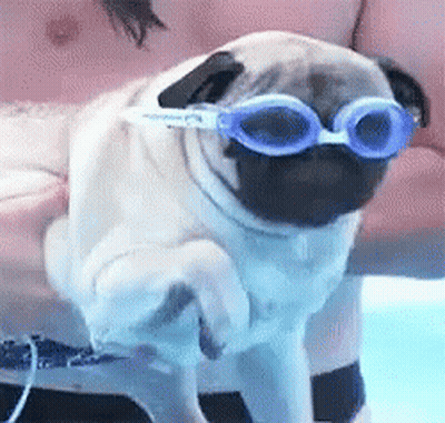 Pug Dog Wearing Blue Goggles GIF