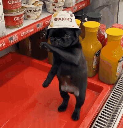 Pug Dog Wearing Chobani Hat With Chobani Display GIF