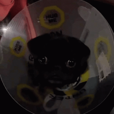 Pug Dog Wearing Cone Saying Hug Me GIF