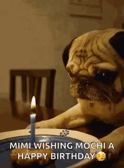 Pug Dog With Cake And Candle GIF