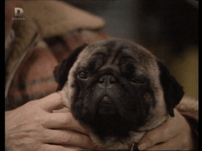 Pug Dog With D On Bottom Right GIF