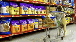 Pug Doing Groceries GIF