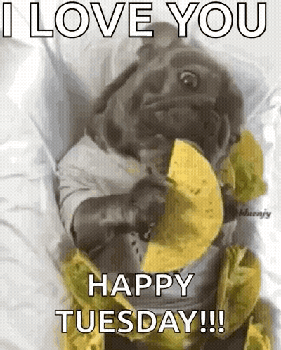Pug Eating Taco Saying I Love You Happy Tuesday GIF
