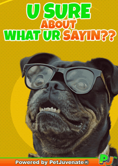 Pug Glasses Saying U Sure About What Ur Sayin GIF