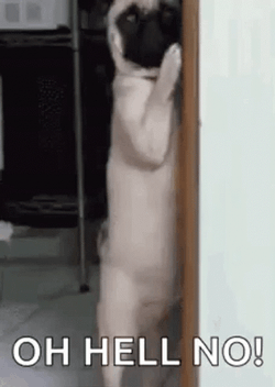 Pug Hiding Oh Hell No GIF