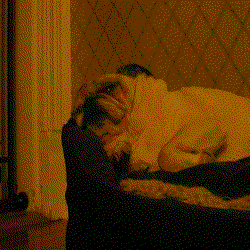 Pug Hungry For Burger GIF