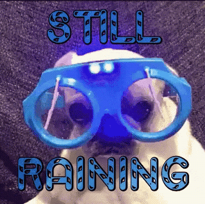 Pug In Blue Glasses Still Raining GIF