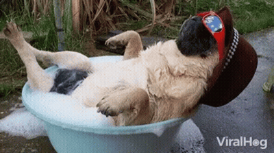 Pug In Cowboy Hat And Goggles Taking Bath GIF