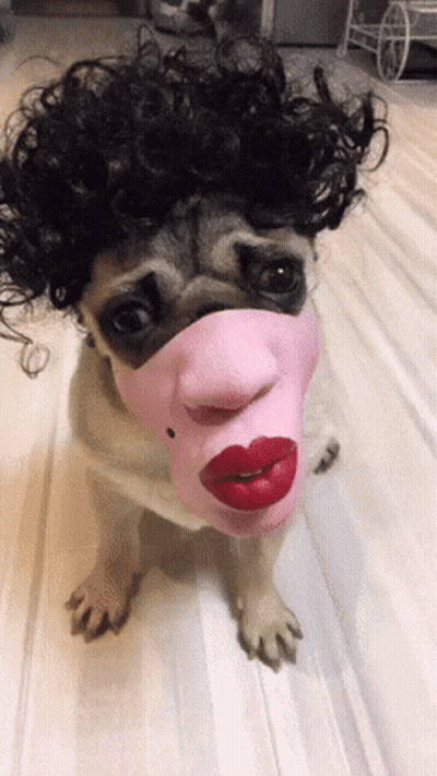 Pug In Pink Mask With Red Lips And Curly Hair GIF