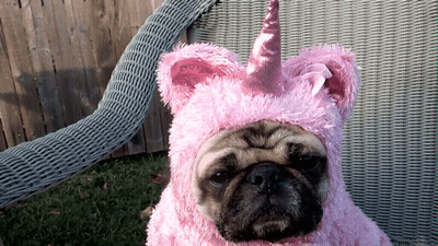 Pug In Pink Unicorn Costume GIF