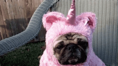 Pug In Pink Unicorn Costume GIF