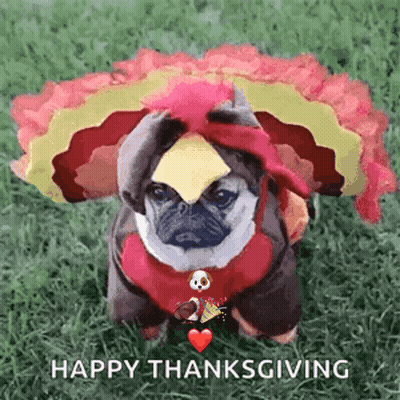 Pug In Turkey Costume Sitting In Grass Happy Thanksgiving GIF