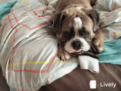 Pug Laying Down With Head On Paws GIF