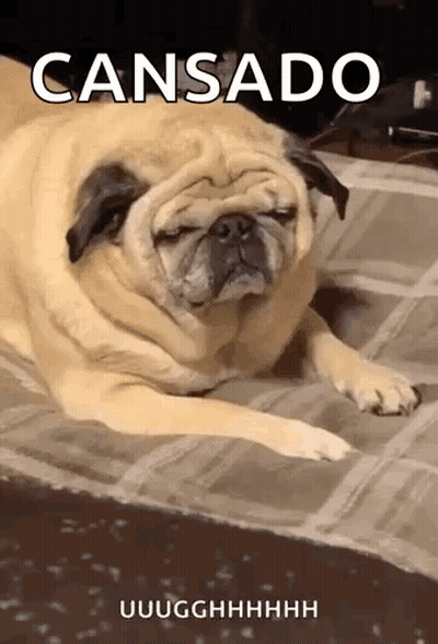 Pug Laying With Eyes Closed GIF
