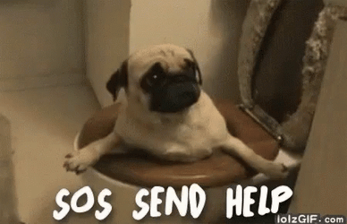 Pug Life Alert GIF