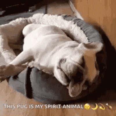 Pug Lying In Dog Bed GIF