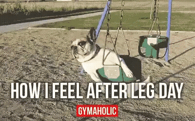 Pug On A Swing Leg Day Meme GIF