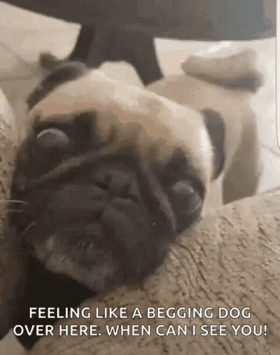 Pug On Couch Feeling Like A Begging Dog GIF