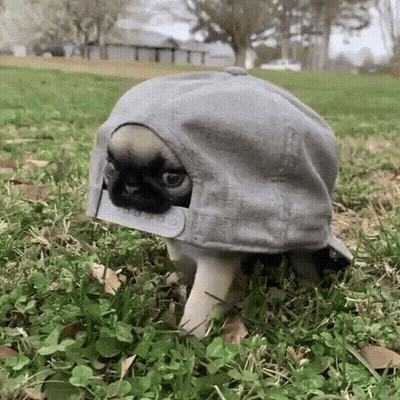 Pug Puppy In Baseball Cap Walking Through Grass GIF