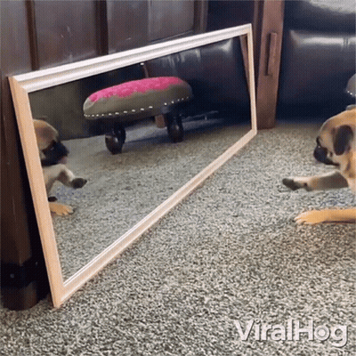 Pug Puppy Looking At Mirror Reflection Viralhog GIF