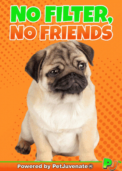 Pug Puppy No Filter No Friends Powered By Petjuvenate GIF