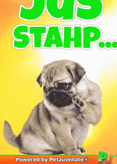 Pug Puppy Saying Jus Stahp Powered By Petjuvenate GIF