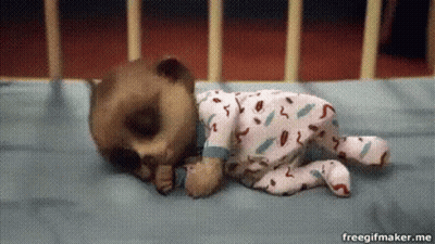 Pug Puppy Sleeping With Donut On Head GIF