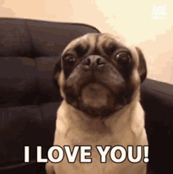 Pug Saying I Love You GIF