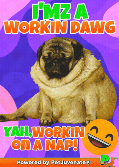 Pug Saying I'm A Workin Dawg GIF