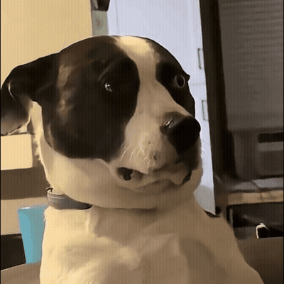 Pug Sitting Hind Legs Orange Green Background Meh GIF