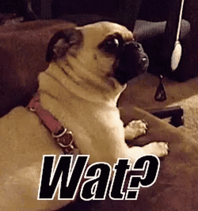 Pug Sitting On Couch Saying Wat GIF
