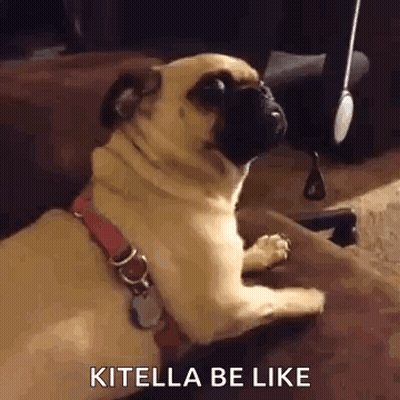 Pug Sitting On Lap GIF