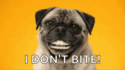 Pug Smiling Saying I Don't Bite GIF